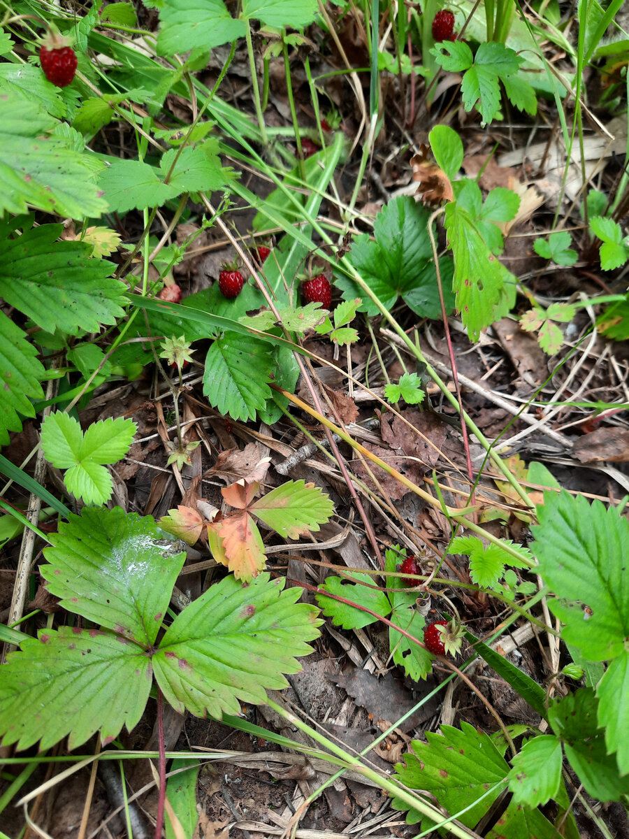 Зрелой земляники тоже полно.
Фото автора