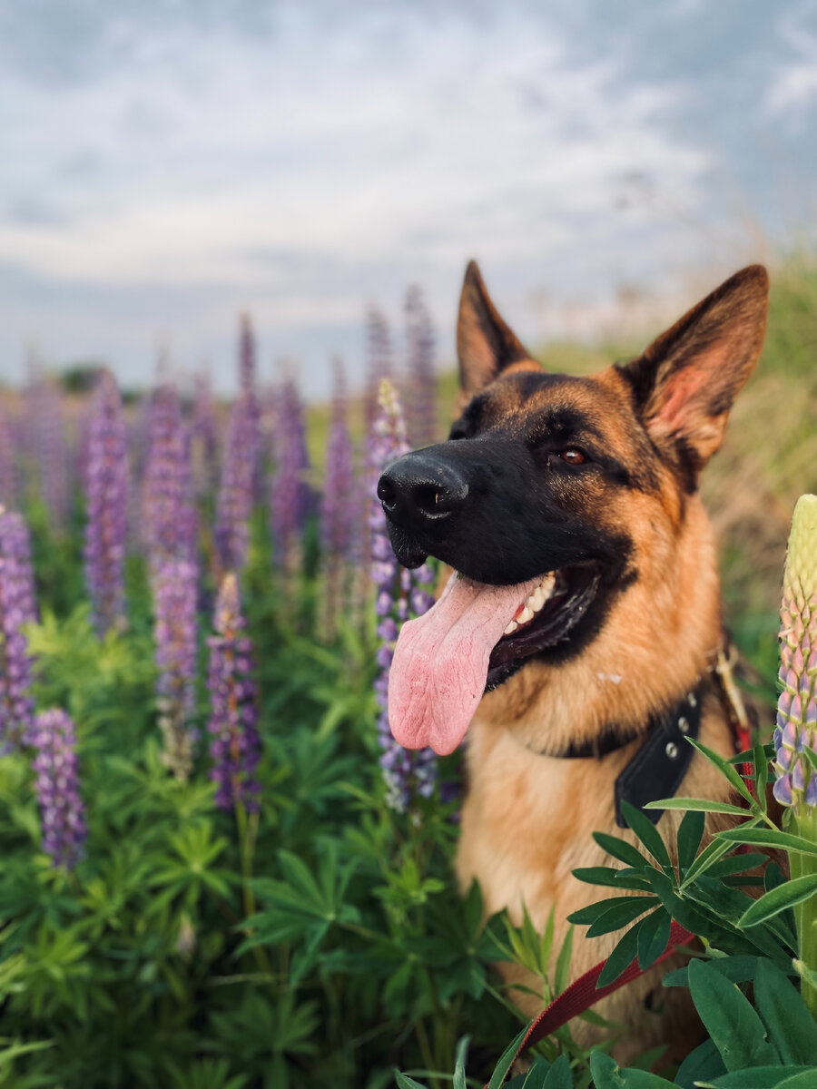 Вот такая красивая мося. Расмус.  