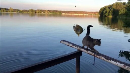 Ловля линя в кристально чистом водоеме с подводной съемкой