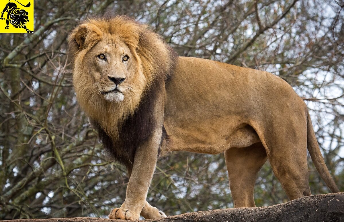 зодиакальный гороскоп знак зодиака лев как вернуть