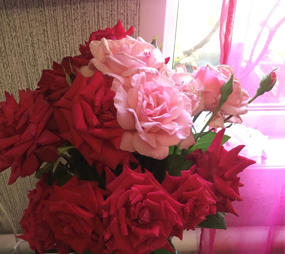 Розы с клумбы у дома