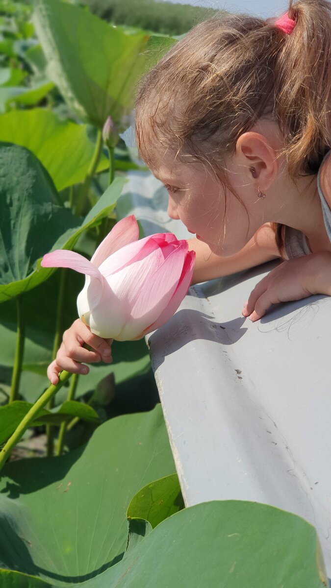 Существует поверье, что если прошептать загаданное желание в едва распустившийся бутон, мечта обязательно сбудется.