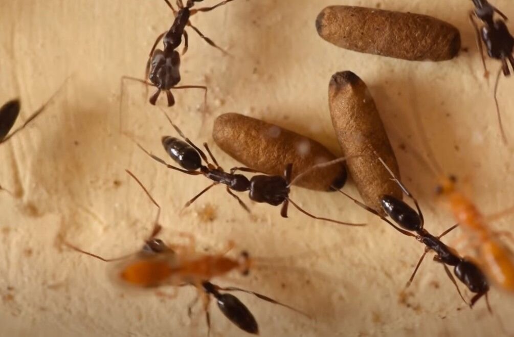 ЮТУБ-КАНАЛ ANT LAB