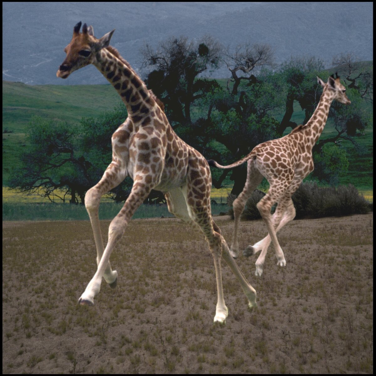 Картинки жирафа