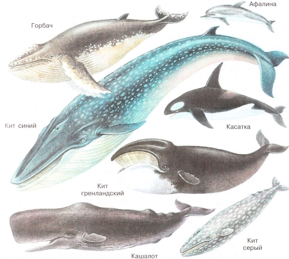 отряд китообразные усатые киты, кит кашалот касатка, китообразные зубатые представители, морские млекопитающие китообразные