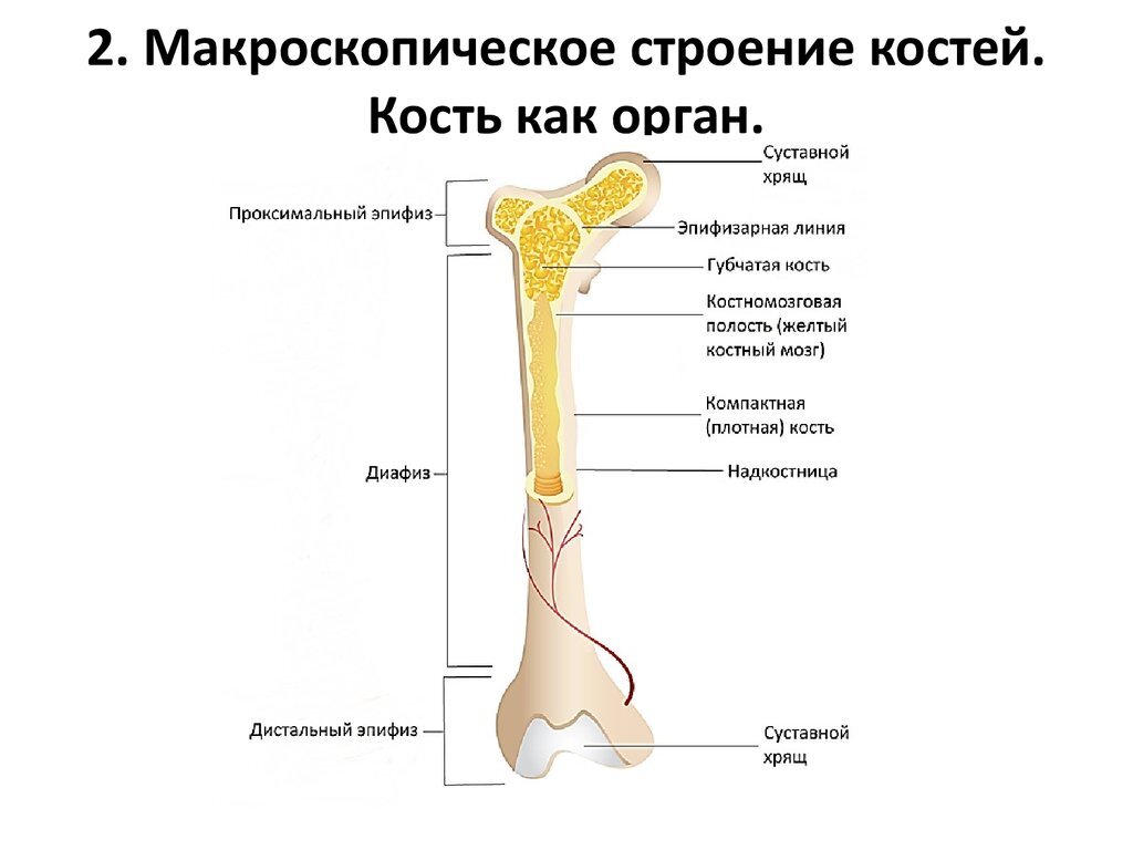 Схема строения трубчатой кости