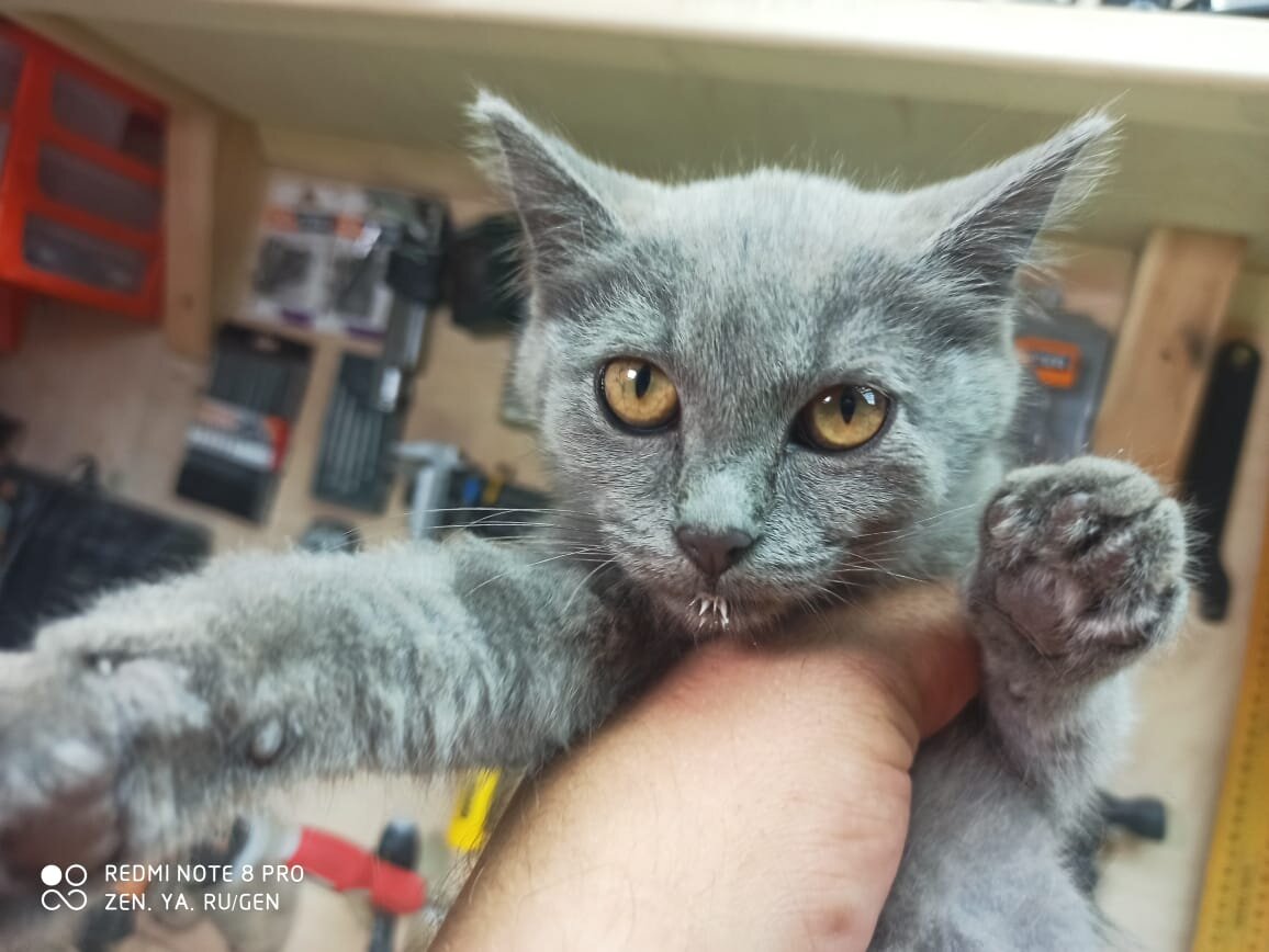 Сметаны наелась, сейчас точно пойдёт на веранду, будет угол искать)