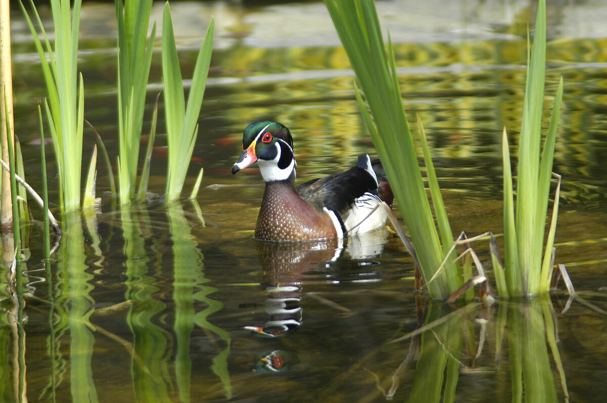 Duck fish