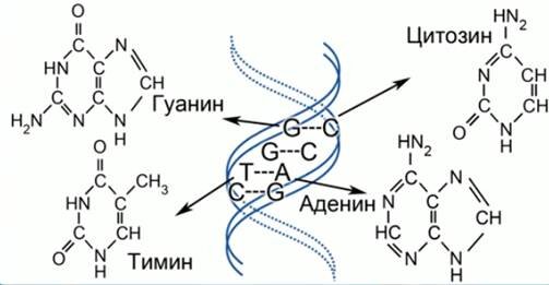 Состав ДНК (картинка взята из ОИ)