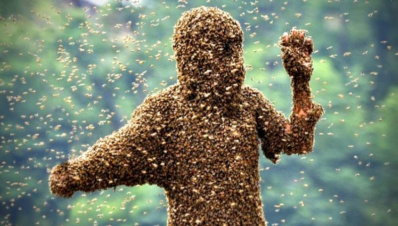 Африканизированные пчёлы:  Селекция кончилась экокатастрофой. Агрессивные пчёлы заполонили Южную Америку и двигаются в США7