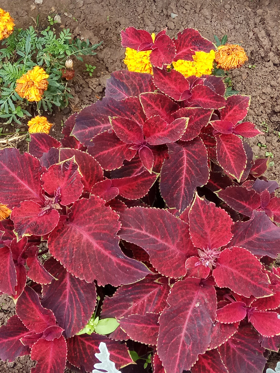 Колеусы всегда выгодно  смотрятся на клумбах