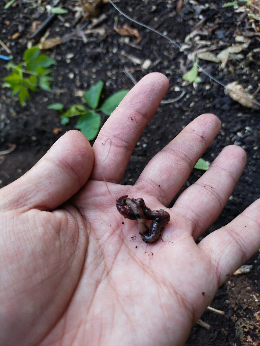 Черви на крючке.