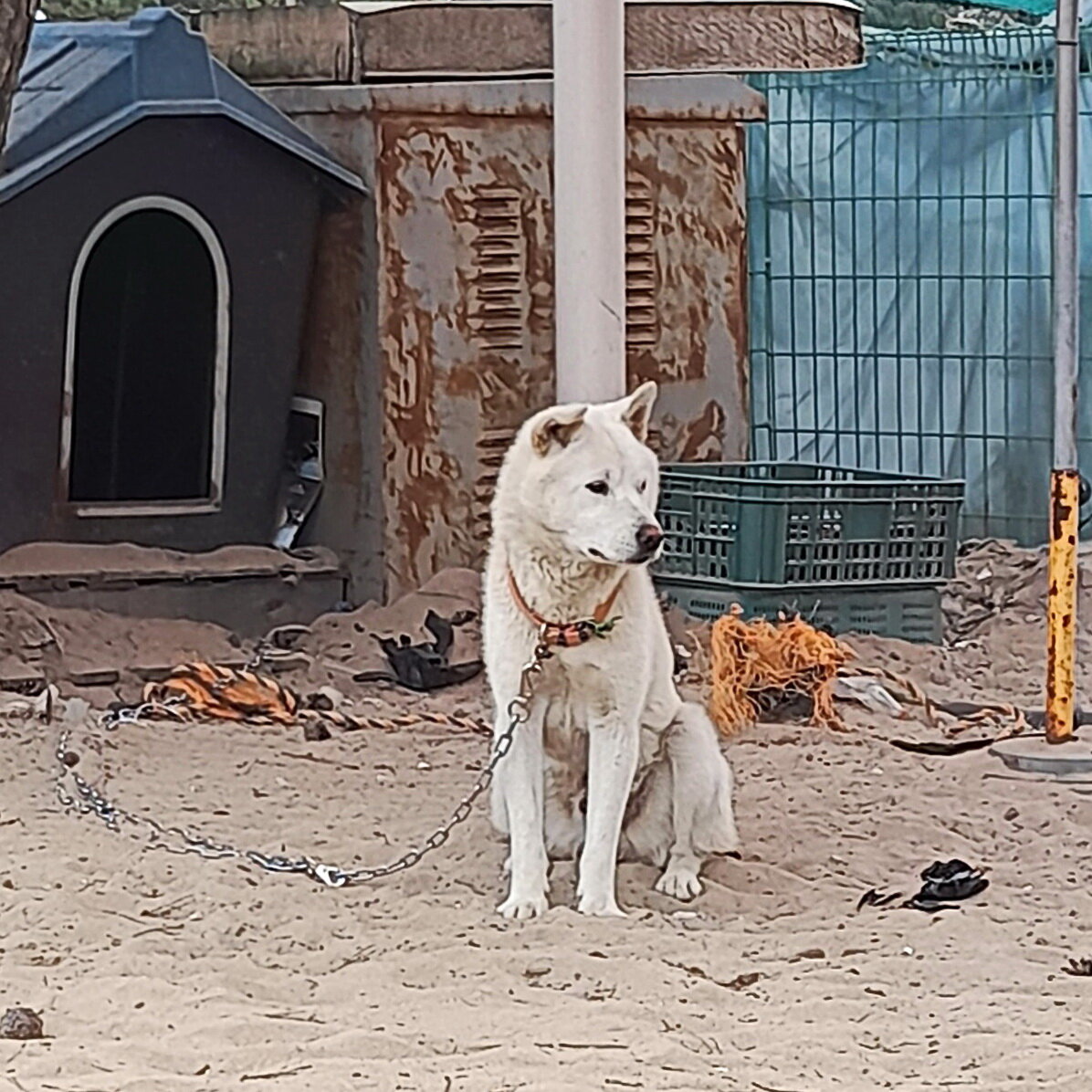 Собака, сидящая на цепи. Фото из личного архива