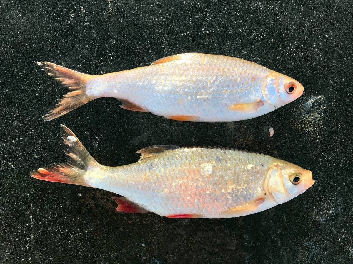 А вот два распространенных вида, которые также часто путают