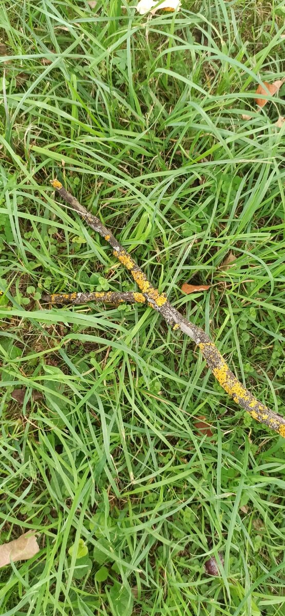 Избранная рогаточка!) 