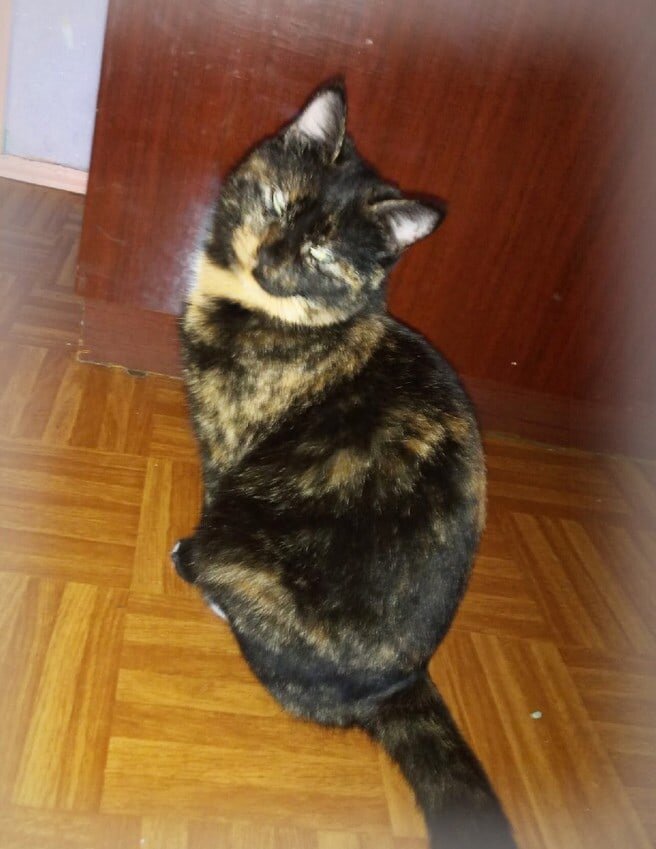 Кошечка