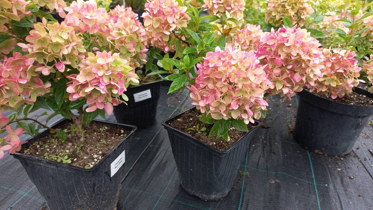 Гортензии из gardenflorann.ru
