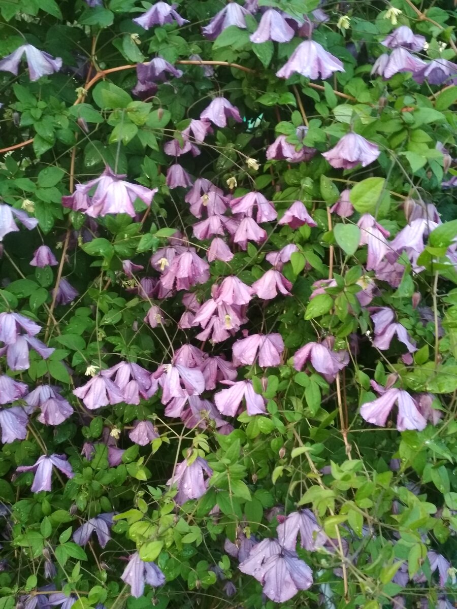 Клематис фиолетовый (viticella) относится к 1 группе обрезки.