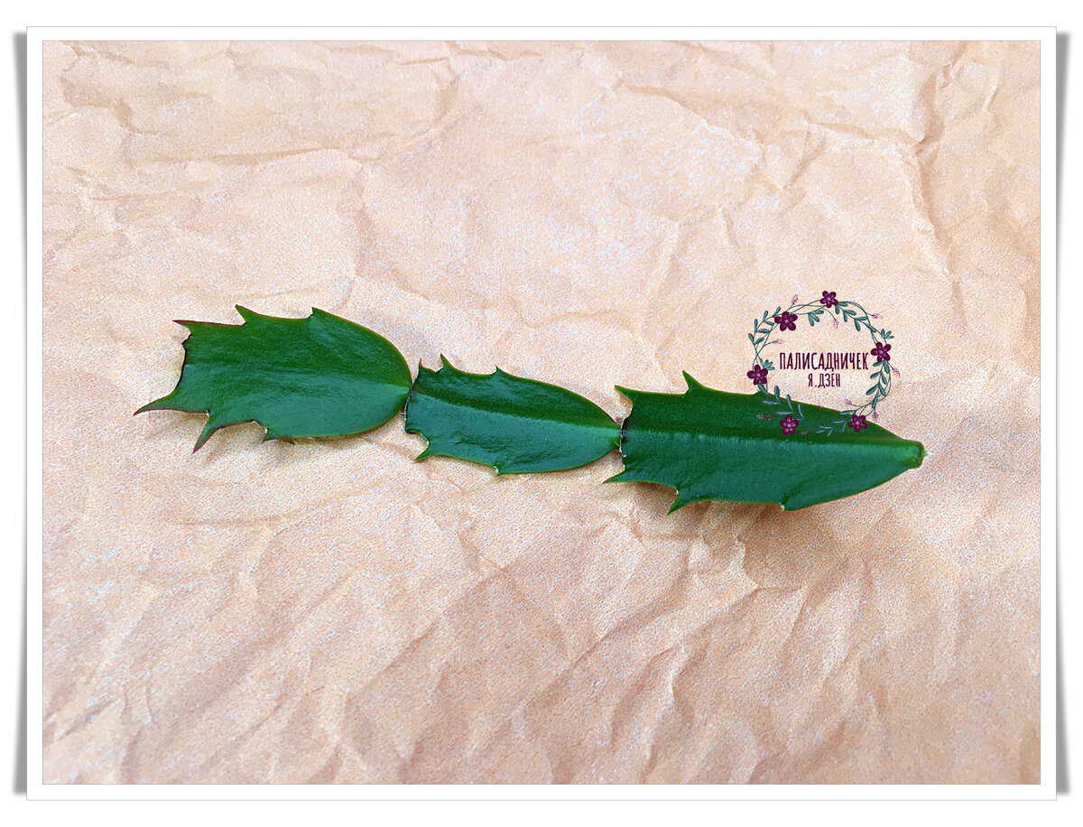 У меня как раз появился очередной черенок сортового декабриста. 