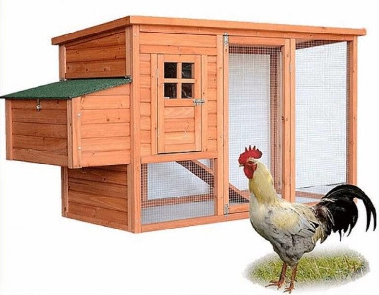 Птица на участке радует владельца постоянно