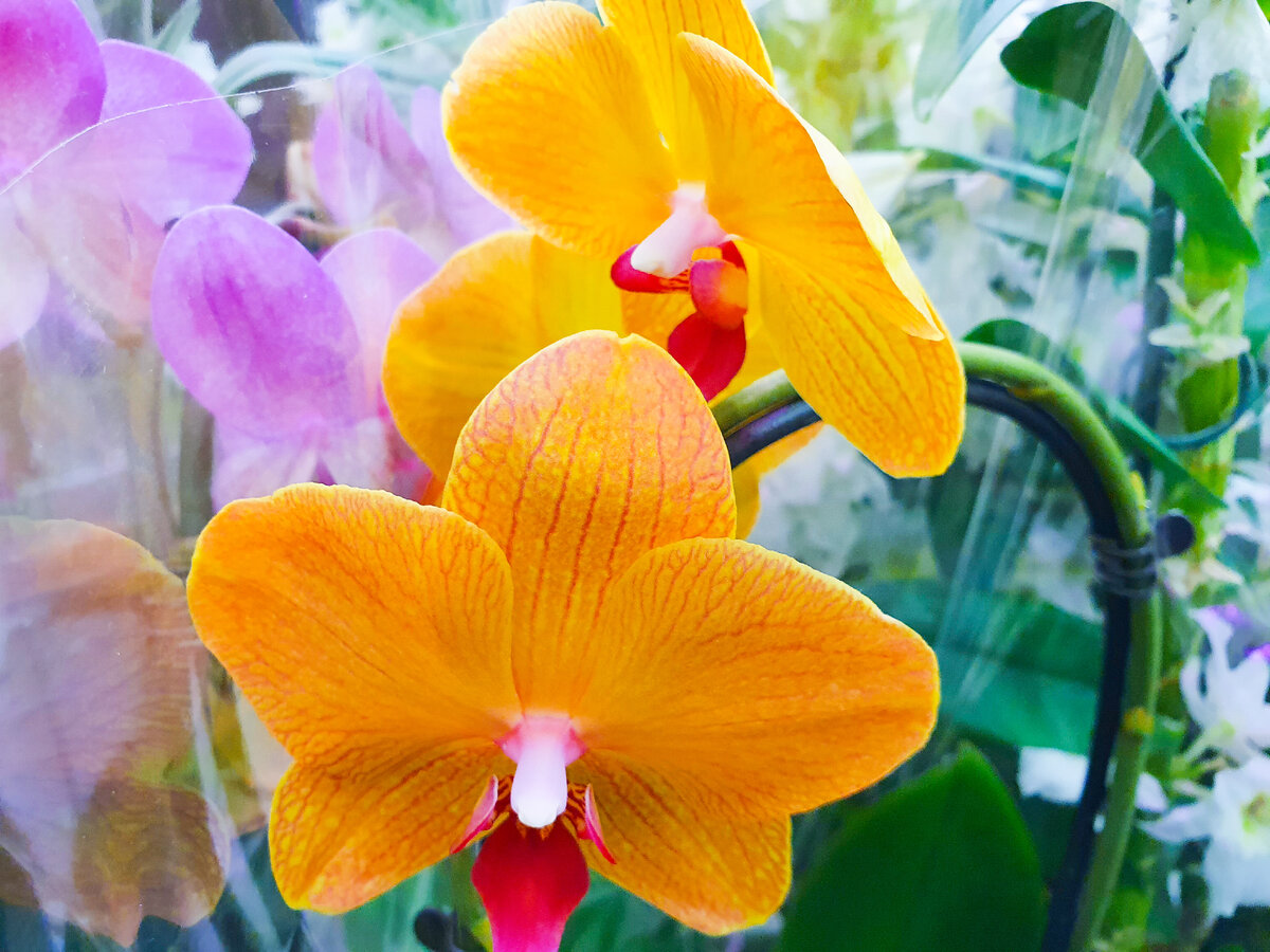 Pin on Orquídeas do gênero Phalaenopsis