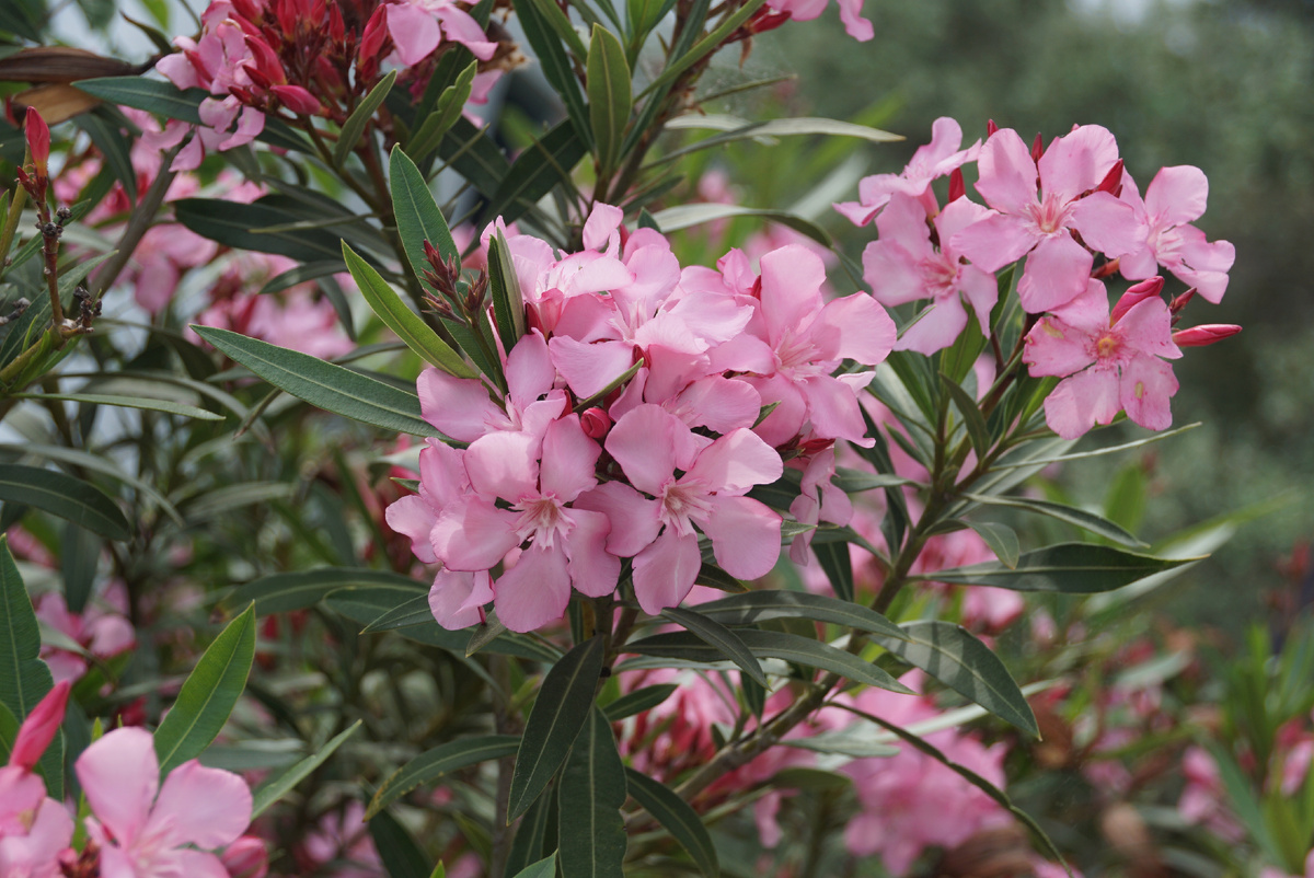 Гурзуф.фото автора.