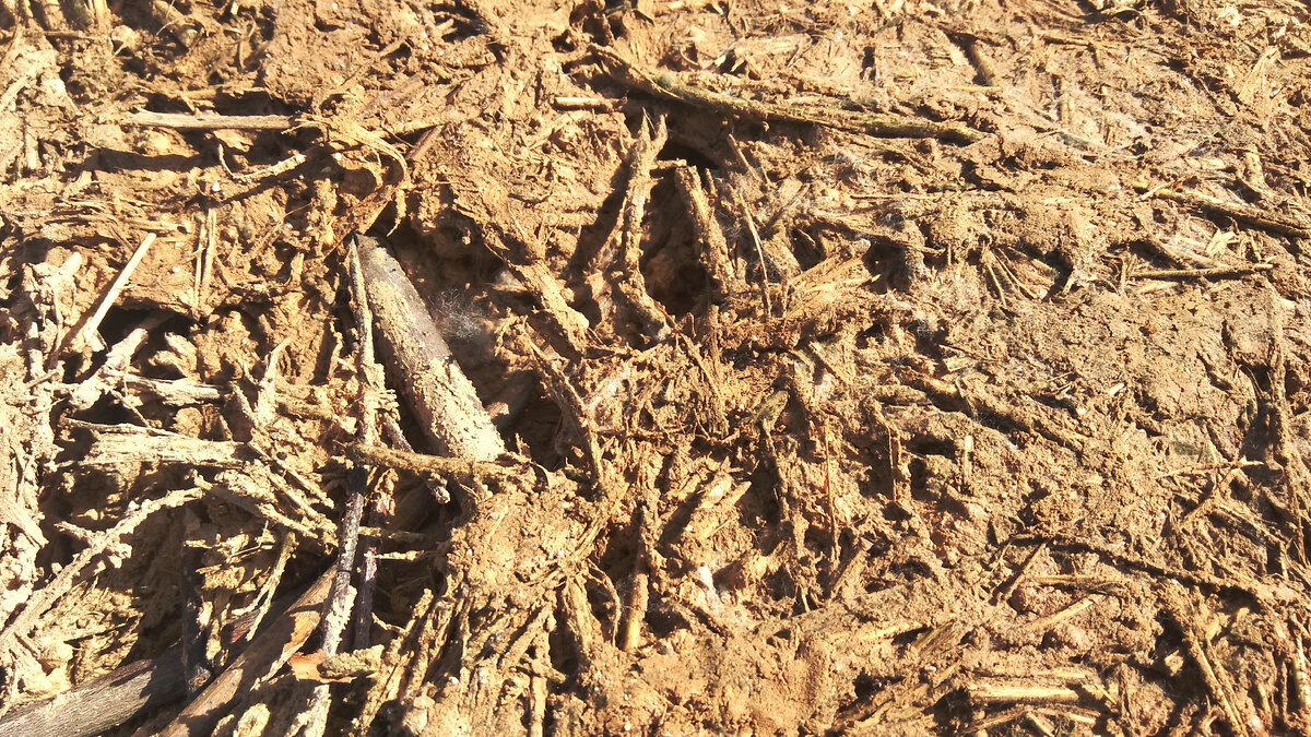 Мои эксперименты с глиной