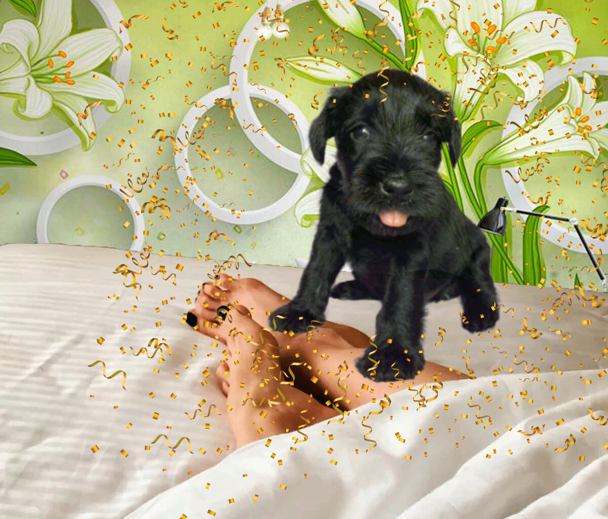 Коллаж из фото с открытых ресурсов интернета.