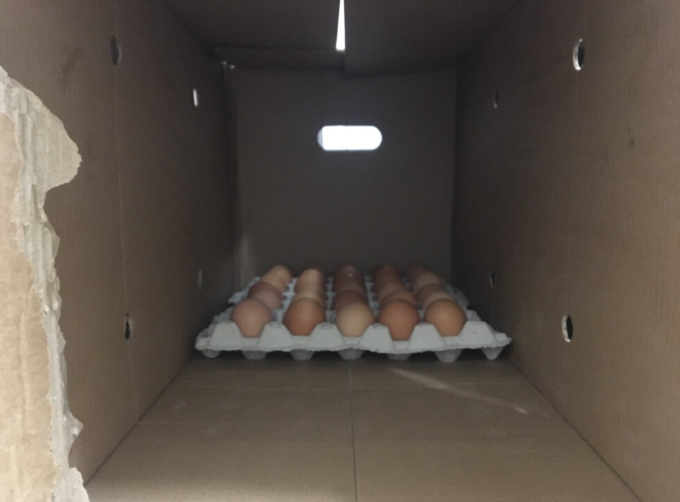 Вот так выглядят самые обычные яйца в решётках. В магазины и общепит они приходят больших безликих коробках по 360 штук.