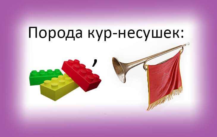 Здесь зашифровано название лучшей породы кур-несушек