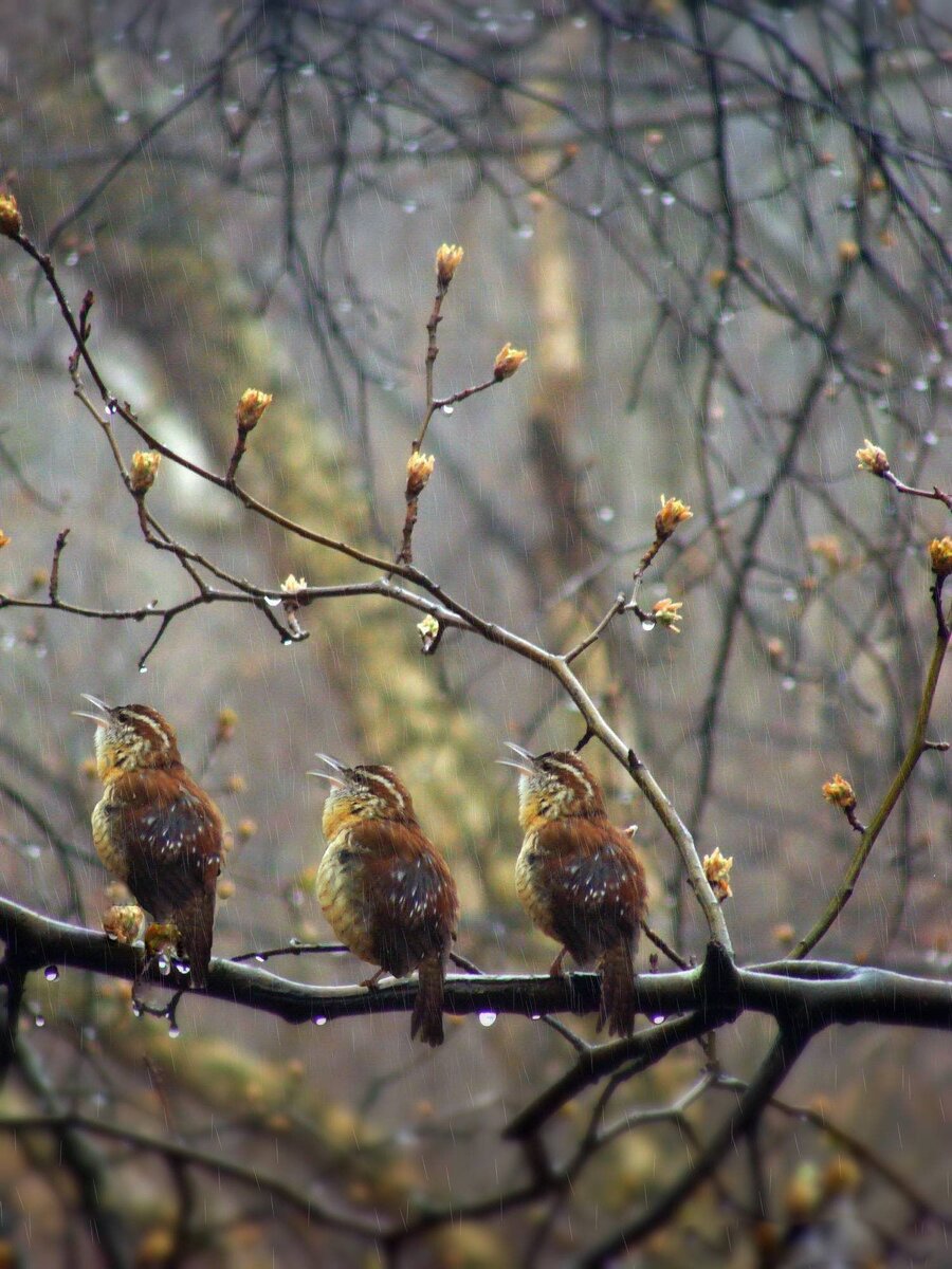 Из свободного источника Интернет 