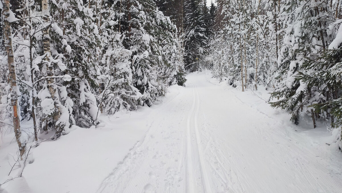 С приходом зимы⛄ и появлением устойчивого снежного покрова многие любители беговых лыж задаются вопросом, где можно спокойно покататься.