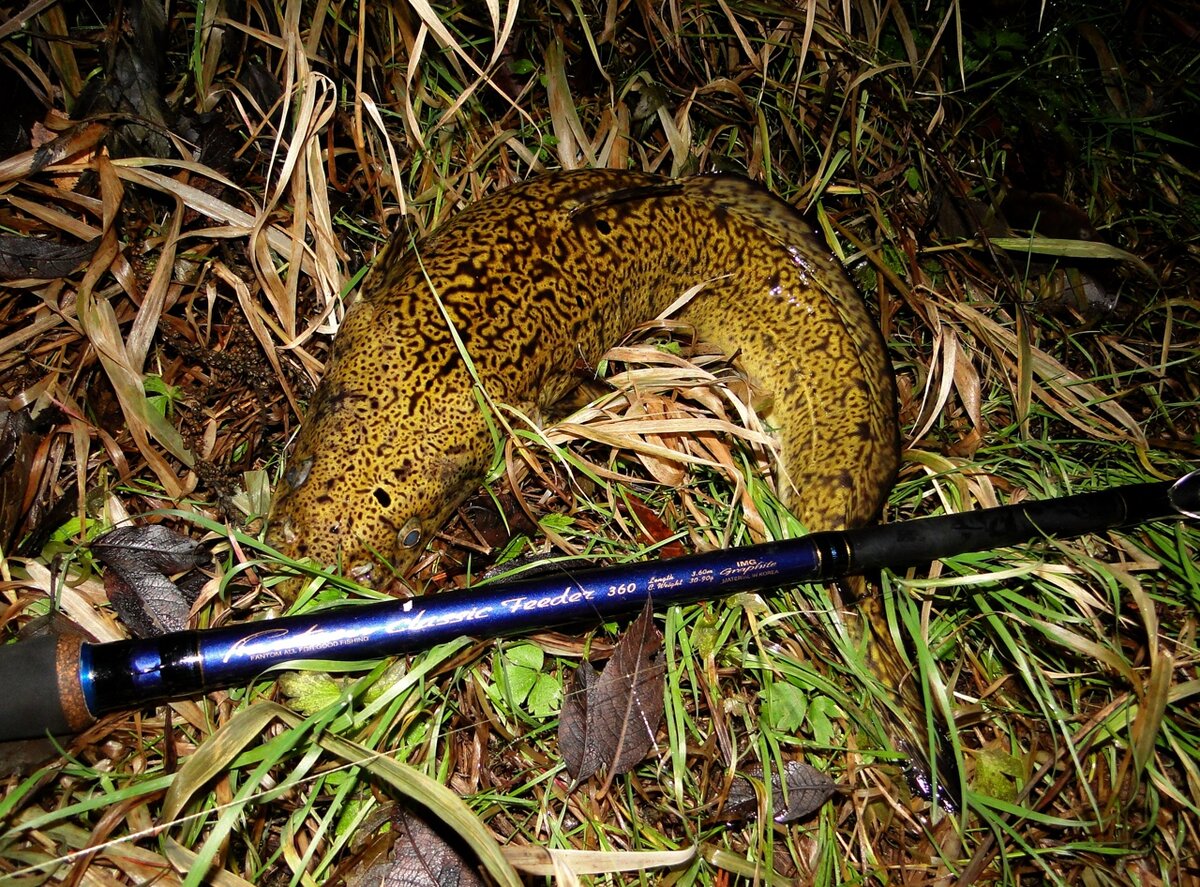 Кстати, не только налим уважает выползков! Крупный лещ или сомик тоже мимо не проплывет, однако! 