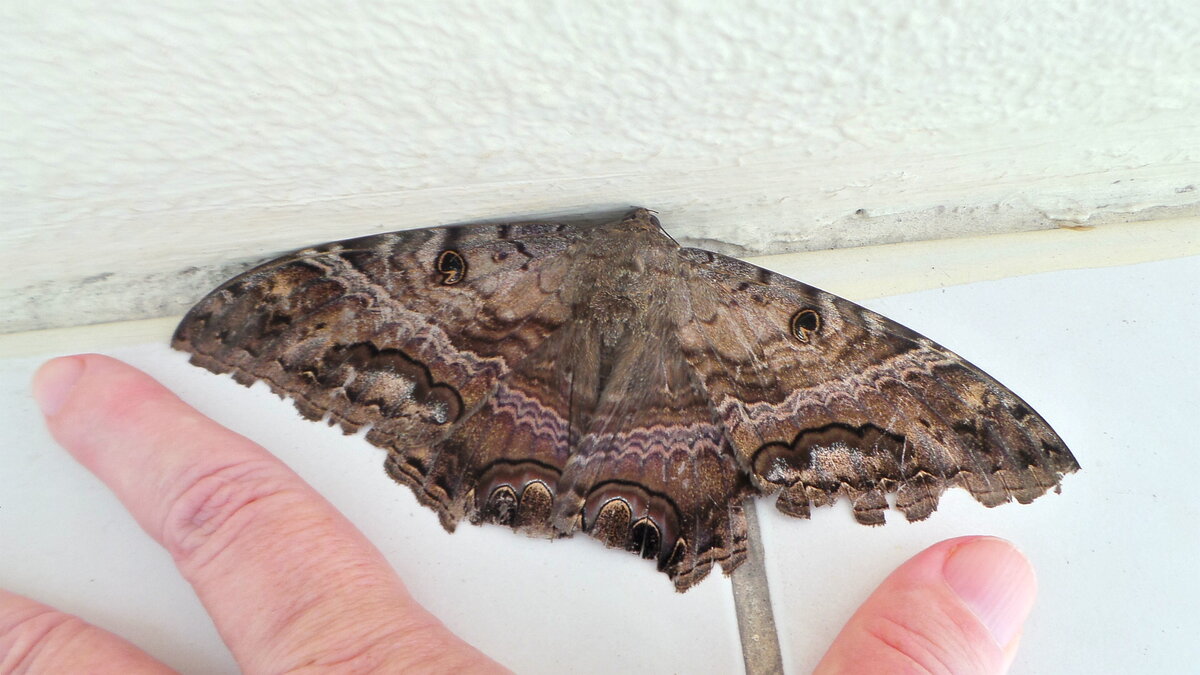 Можно рисунок использовать для ткани. Я себе юбочку такую представляю