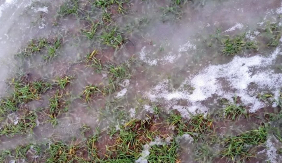 Фотография взята из источника vosadu-li-vogorode.ru 