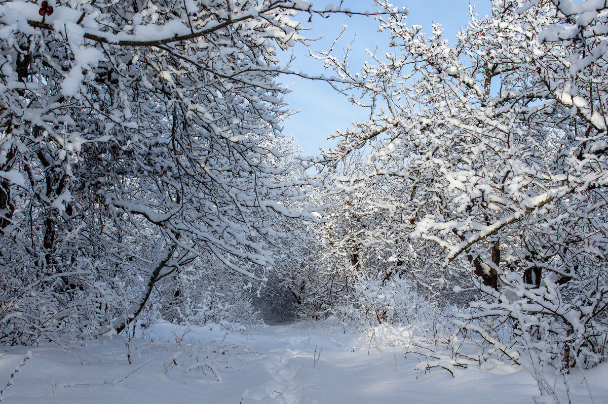 Старый сад в феврале