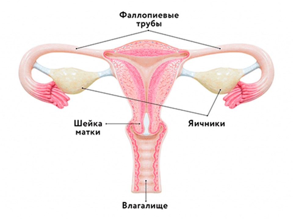 Матка и яичники картинка здоровая