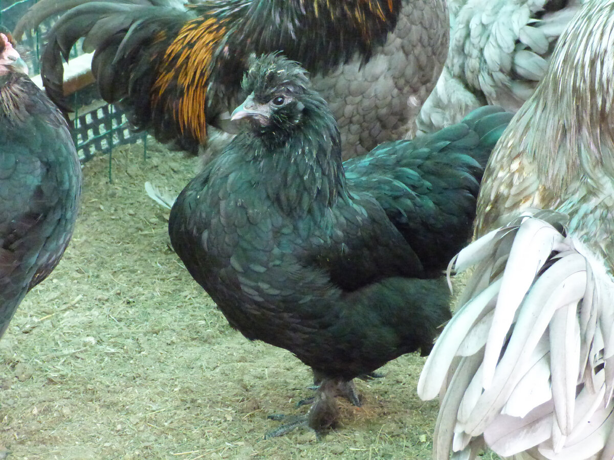 Курочка здоровая.