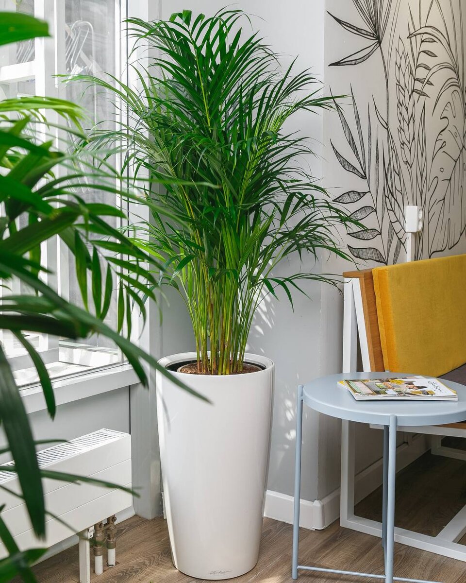 Хризалидокарпус 