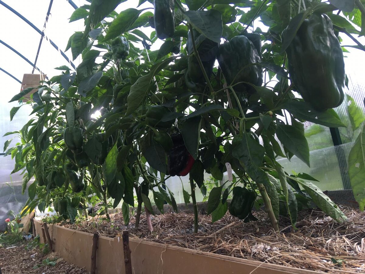 Перец в сентябре