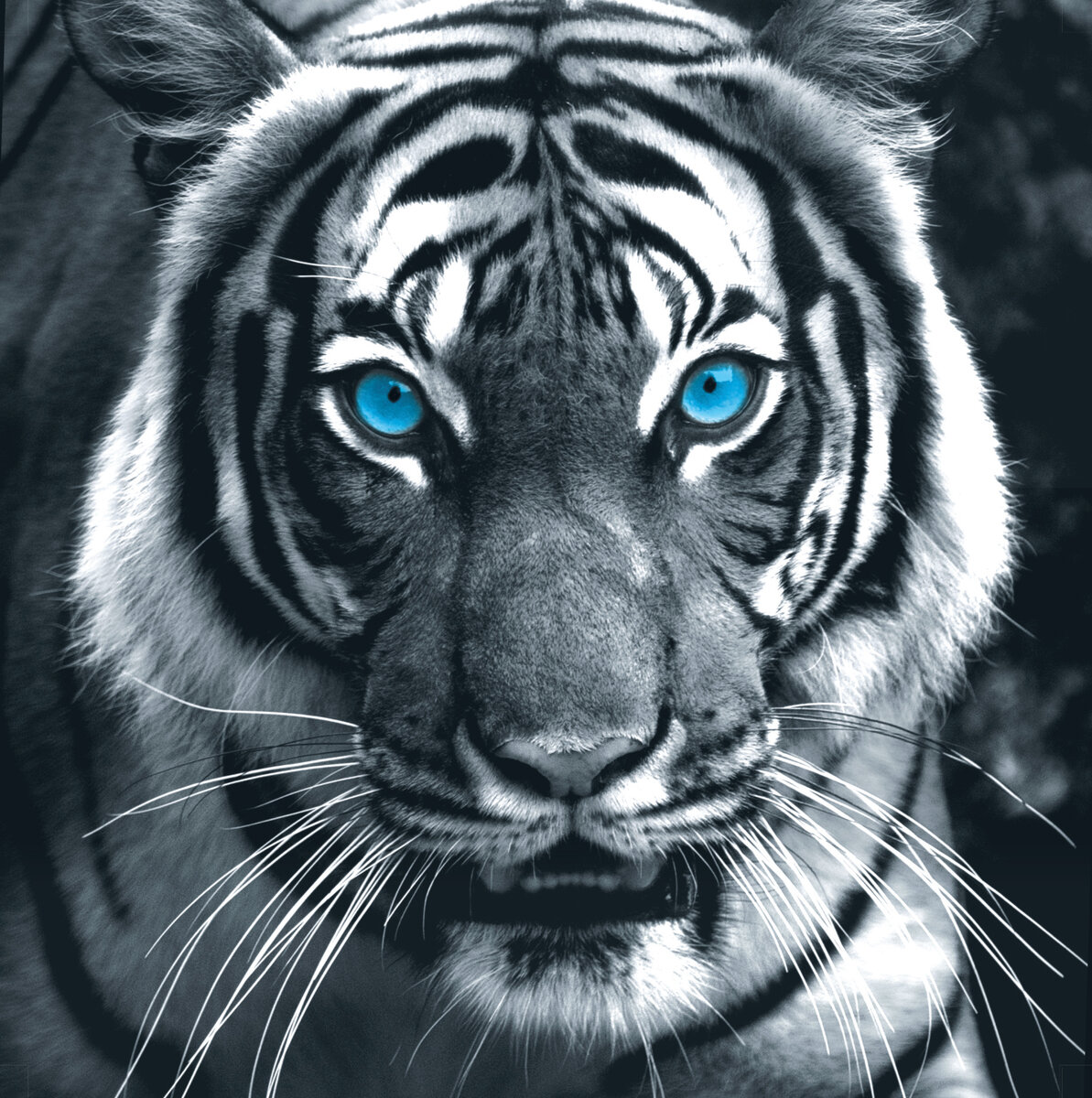 Бенгальский тигр