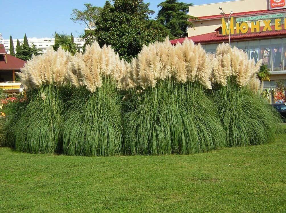 Кортадерия двудомная или Селло (Cortaderia selloana) (фото из сети, авторство не указано)