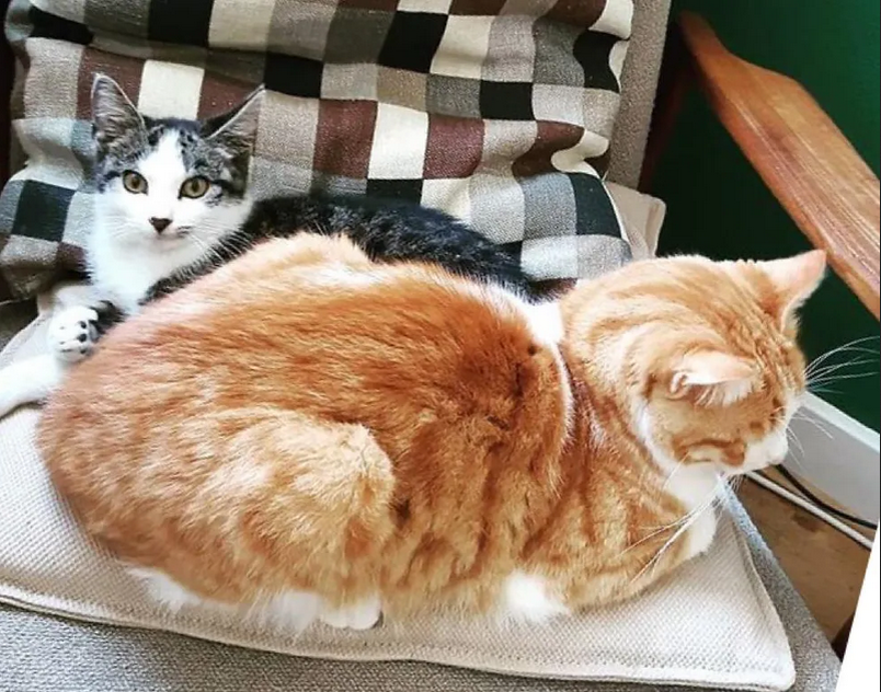 Кот пригласил бездомного котенка к себе домой и вырастил его самым ...