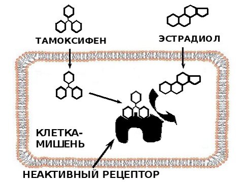 Механизм воздействия лекарства на опухолевую клетку. Фото с просторов интернета.
