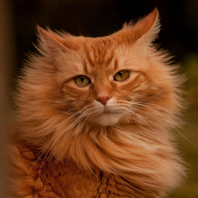 Чем отличается золотой кот от рыжего? | КотоВедение | Дзен