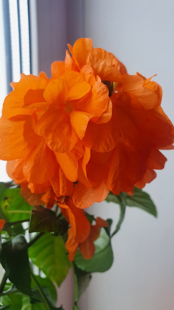 Цветение кроссандры.