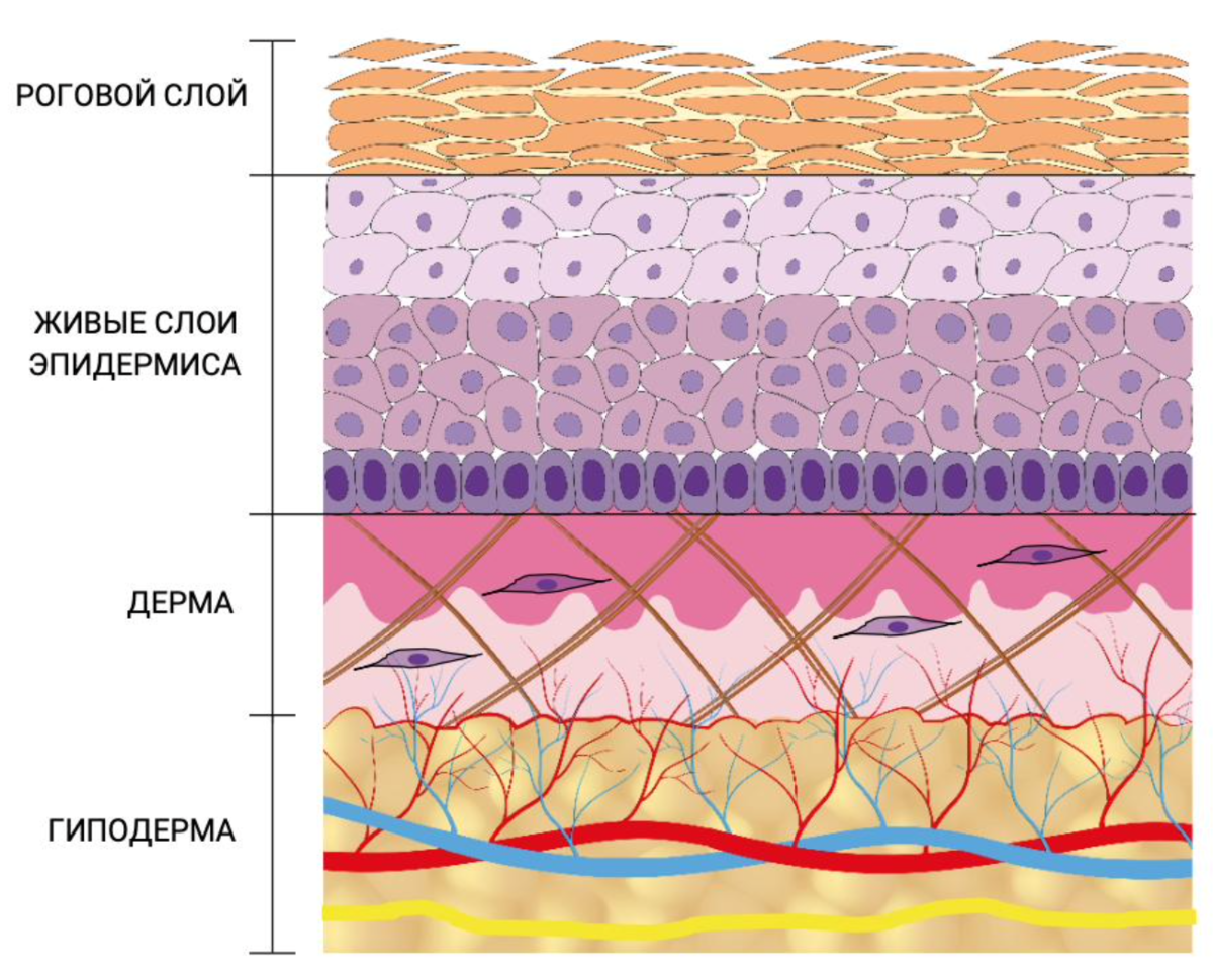 Строение кожи: общий план.