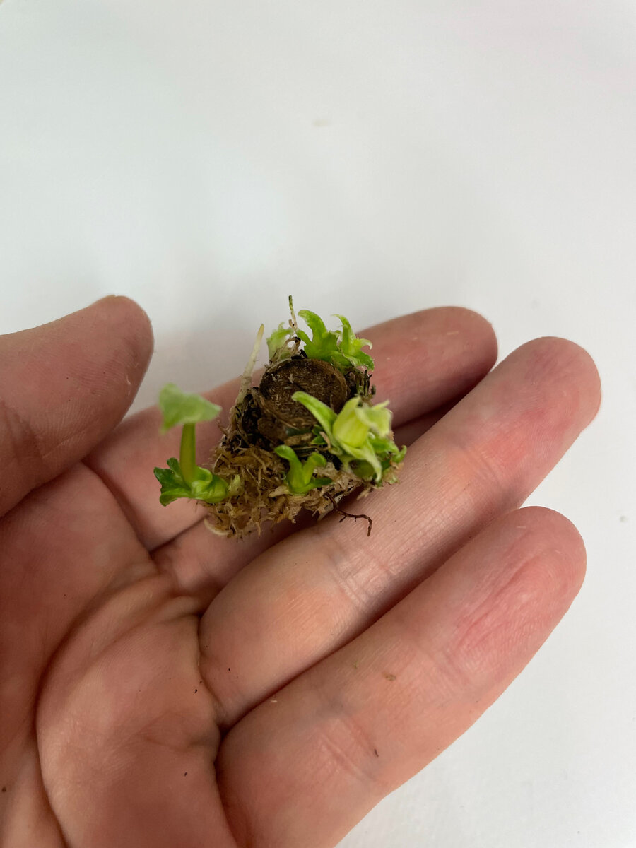 Спустя ещё месяц. 