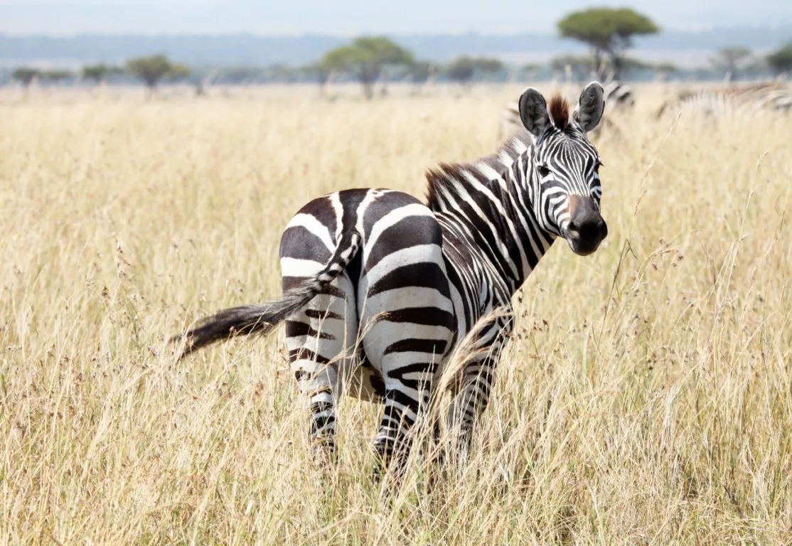 Про меня у русских даже есть такой анекдот! За хвостом оканчивается