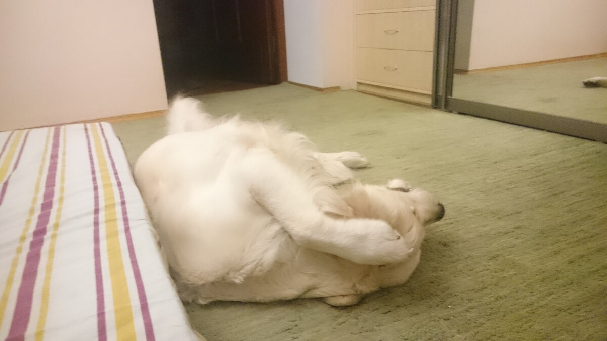 Ковролин в деле. Или голден-ретривер Деля на ковролине